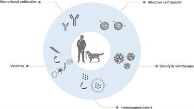 Immunotherapeutic Strategies for Canine Lymphoma: Changing the Odds Against Non-Hodgkin Lymphoma